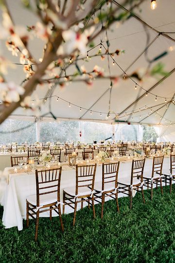 event setup with tent, lights and tree